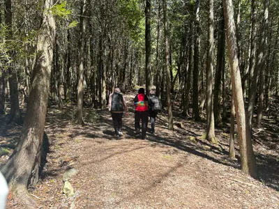 Three friends walking a shaded gravel trail through tall cedar trees